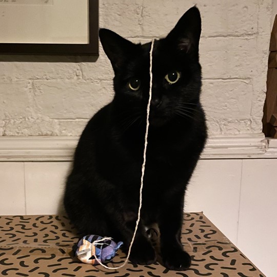 Ninja cat lost 19 dec